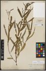 Foto von Salix acmophylla Boiss.